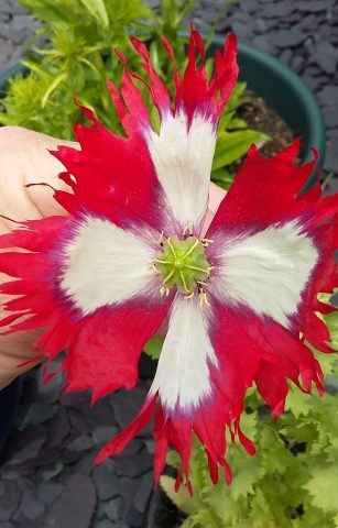 White cross poppy