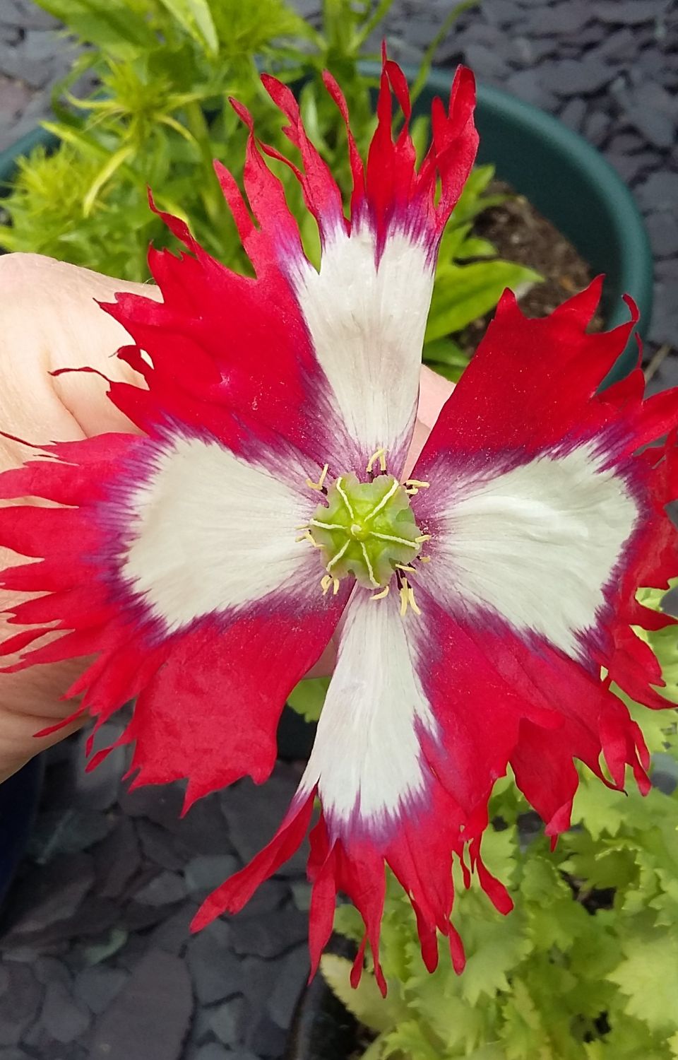 White cross poppy